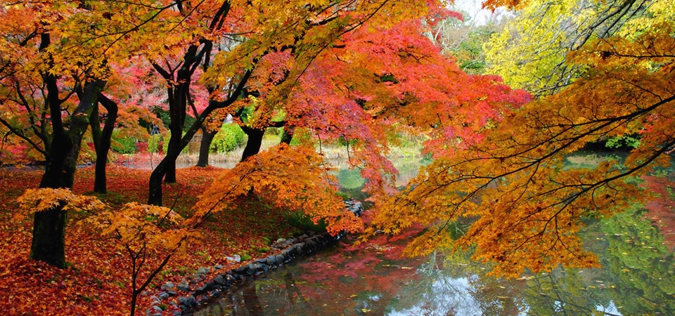 公园,树木,秋天,树叶,池塘,桌面壁纸