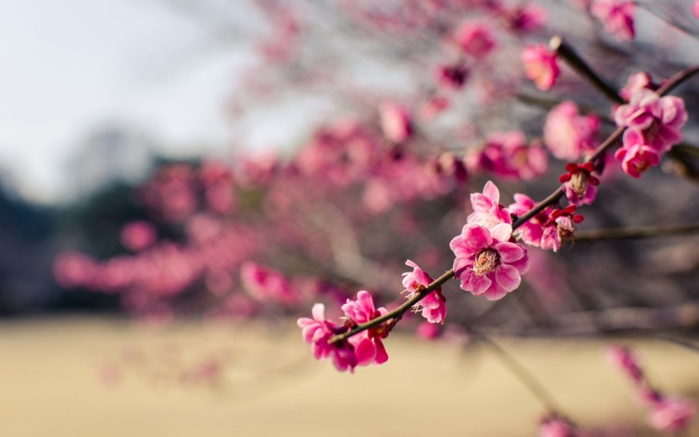 冬日里傲放的梅花美丽图片