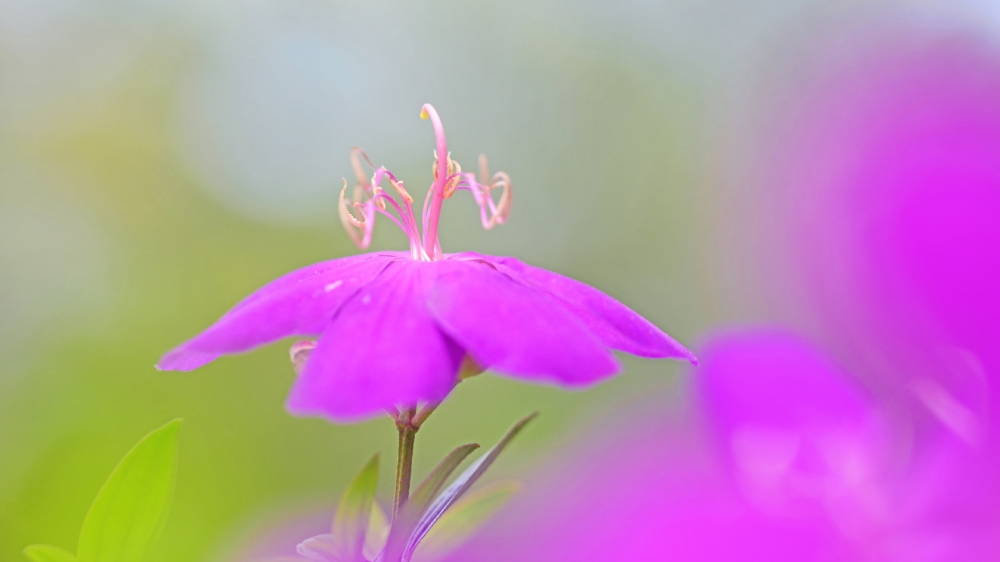 巴西野牡丹花