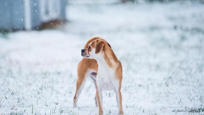 可爱名犬高清电脑壁纸