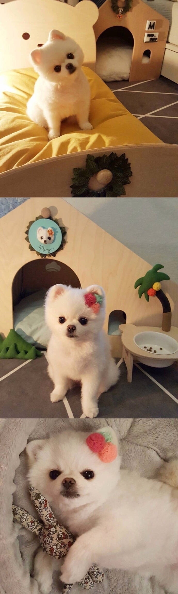 软糯糯的博美犬Mango 好想养一只 ​​​​