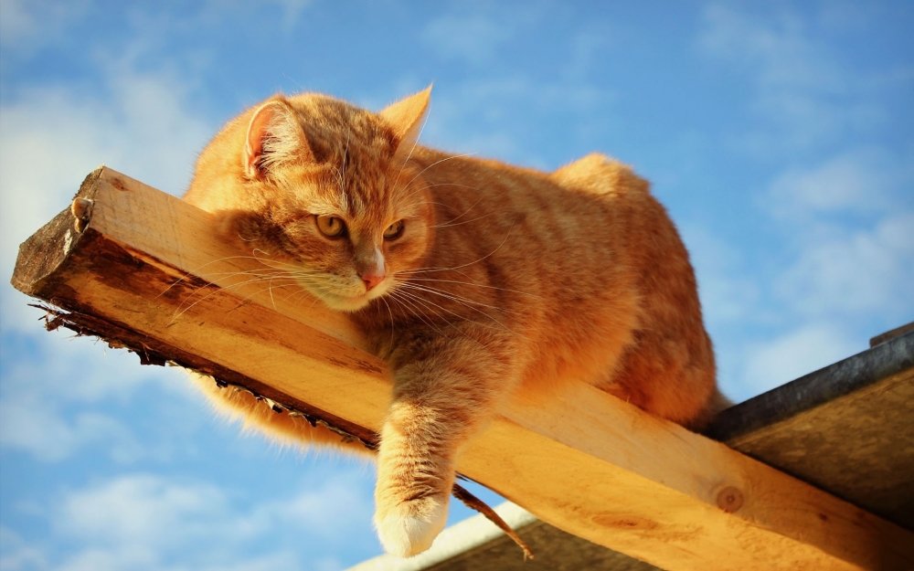 可爱猫星人桌面壁纸