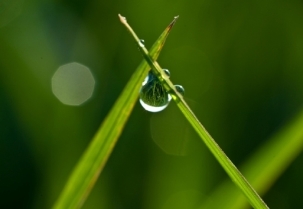 绿色植物叶子露珠