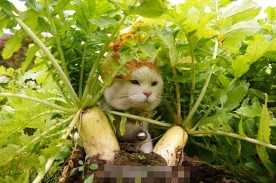 谎话说给耳朵听眼泪却动容 .