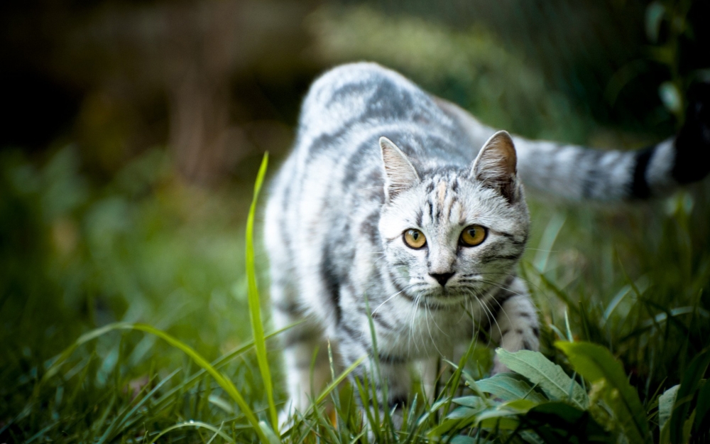 可爱猫星人桌面壁纸