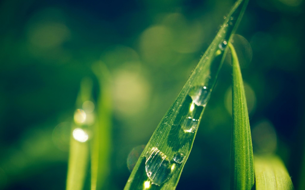 绿色清新护眼植物桌面壁纸图片下载6