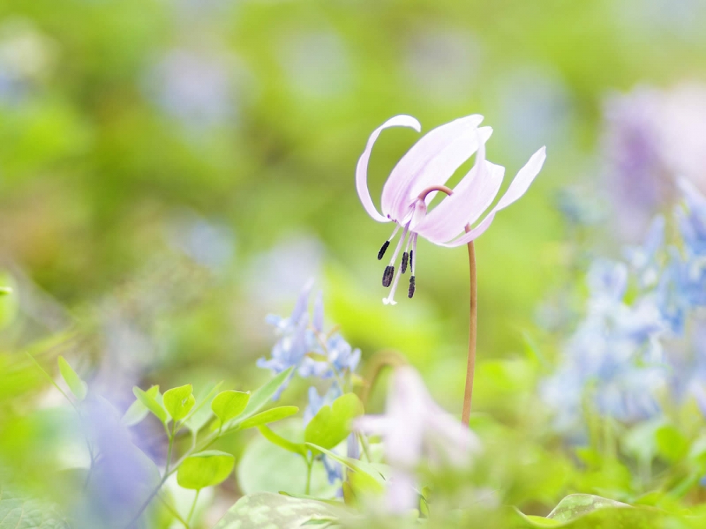 清新花卉唯美高清桌面壁纸下载