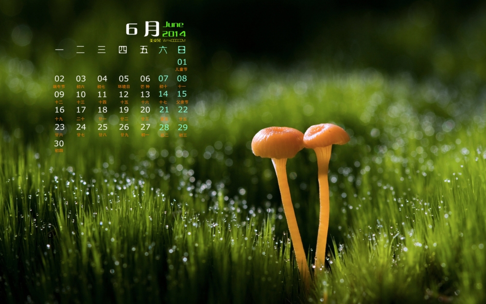 2014年6月日历壁纸森林小蘑菇微距写真图片