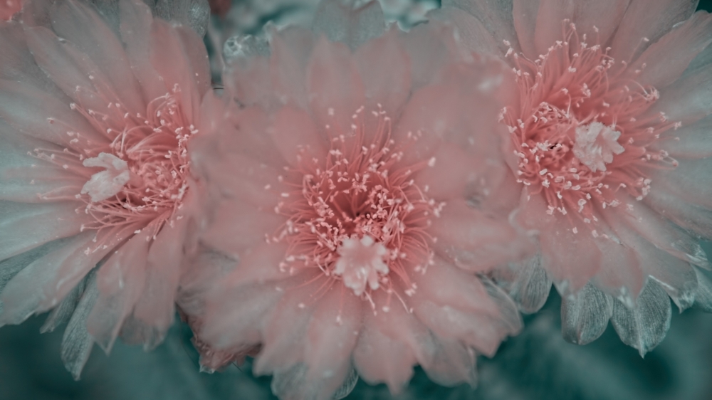 唯美高清花卉壁纸