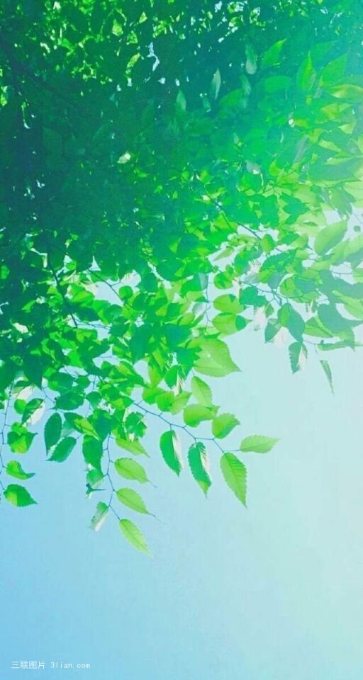 清新的绿色植物