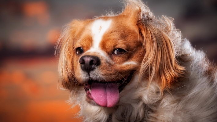 可爱名犬高清电脑壁纸