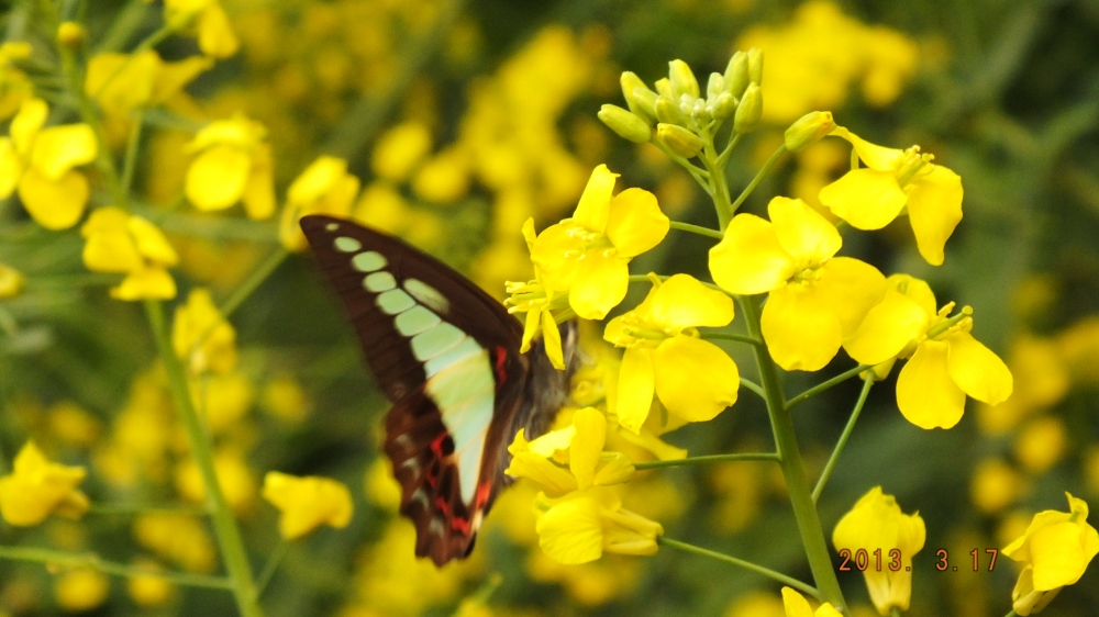 高清油菜花花海