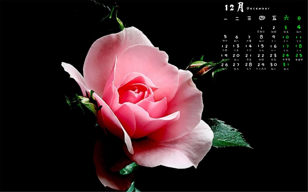 2016年12月日历清新花朵植物高清电脑壁纸下载