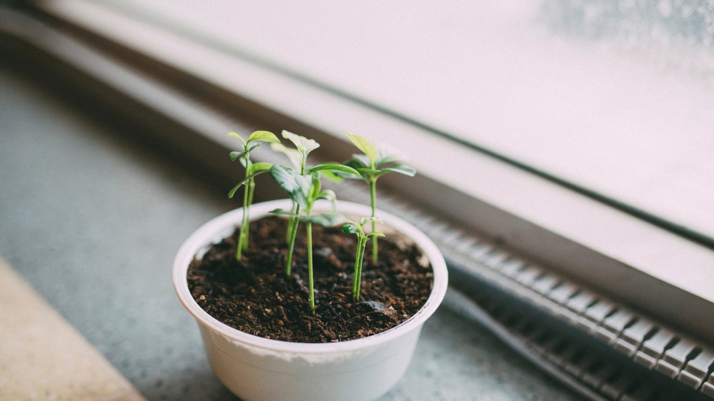 绿色护眼植物高清桌面壁纸
