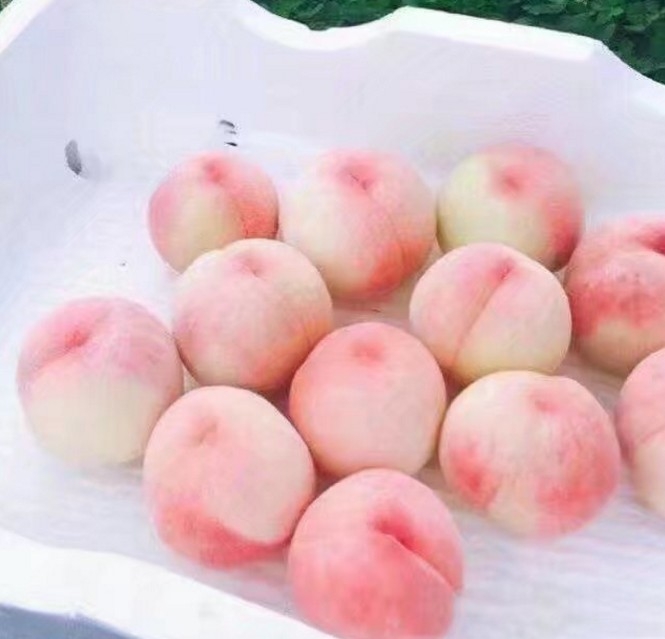 夏天来了 快艾特你的巨轮给你买桃吃