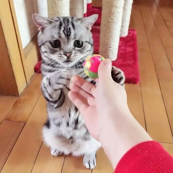 萌倒ゅ≈