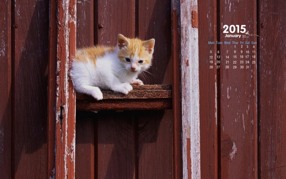 2015年1月日历壁纸呆萌可爱的小猫高清图片合集下载第一辑5P