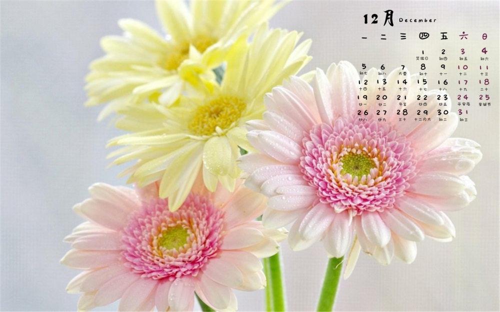 2016年12月日历清新花朵植物高清电脑壁纸下载