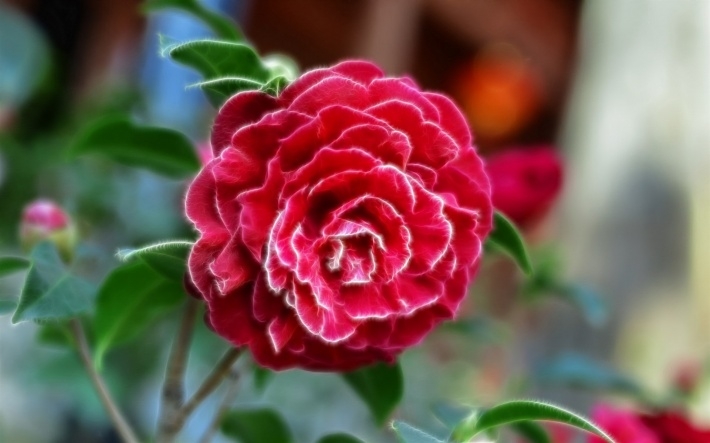 红色山茶花电脑壁纸下载