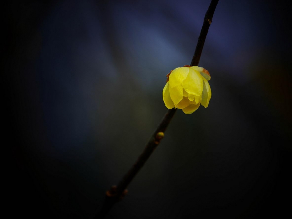 梅花盛开图片高清壁纸桌面
