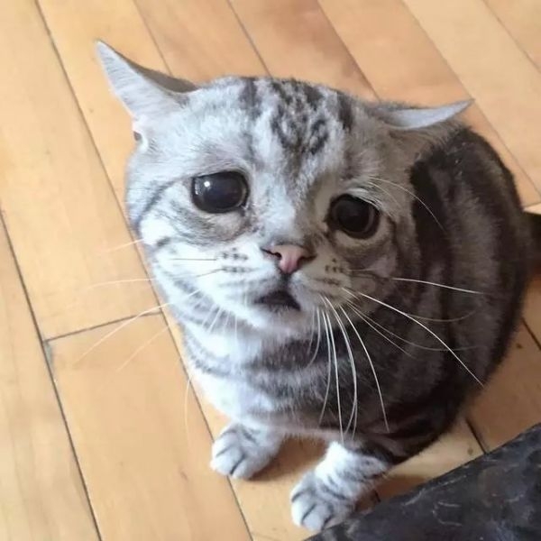 萌倒ゅ≈