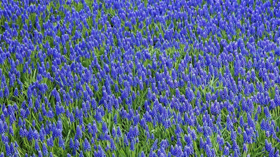 葡萄风信子花卉高清电脑壁纸