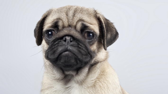 可爱名犬高清电脑壁纸