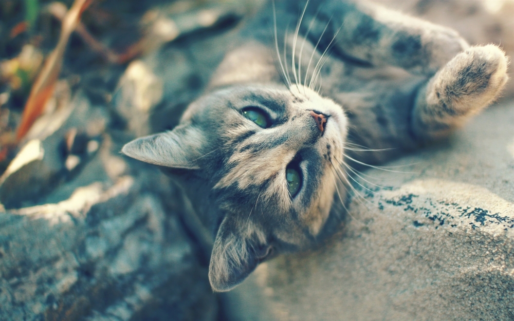 可爱猫星人桌面壁纸