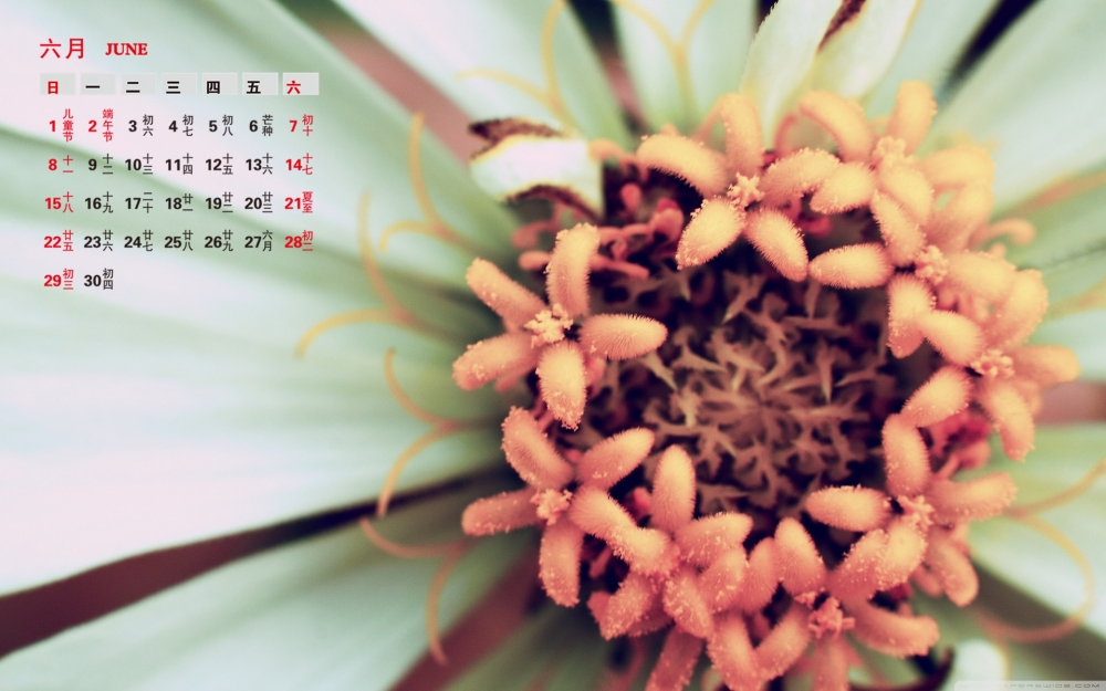 2014年6月日历清新养眼植物宽屏高清电脑桌面壁纸