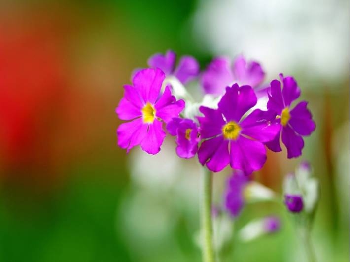 报春花唯美鲜花摄影电脑壁纸