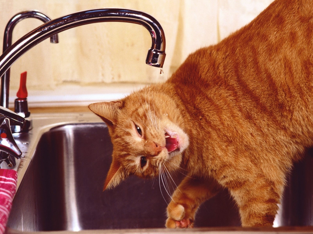 1600猫咪写真 第四辑