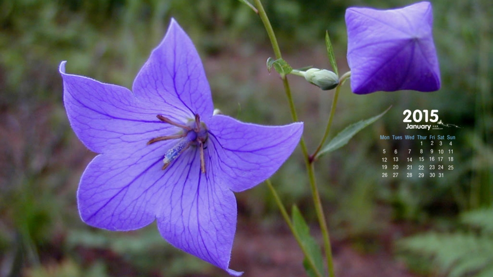 2015年1月日历壁纸清新的养眼植物花卉桔梗花唯美图片高清下载