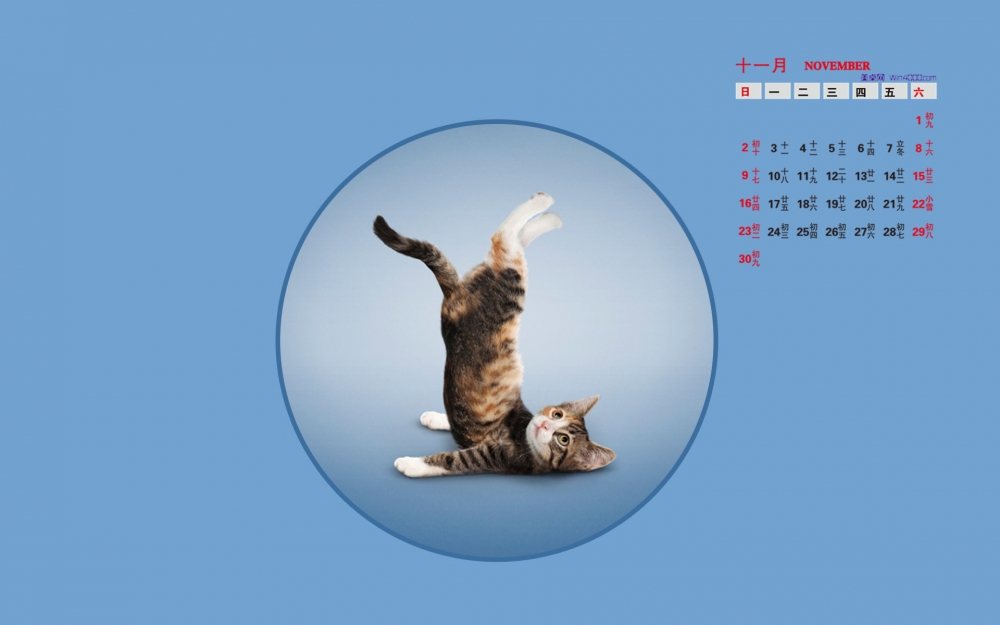 2014年11月日历桌面壁纸爱做瑜伽的可爱小猫搞笑图片