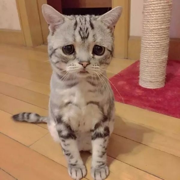 萌倒ゅ≈