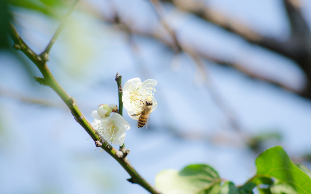 蜜蜂的赞歌