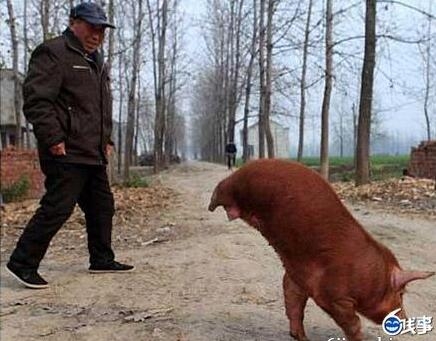直立行走的猪：猪坚强图片