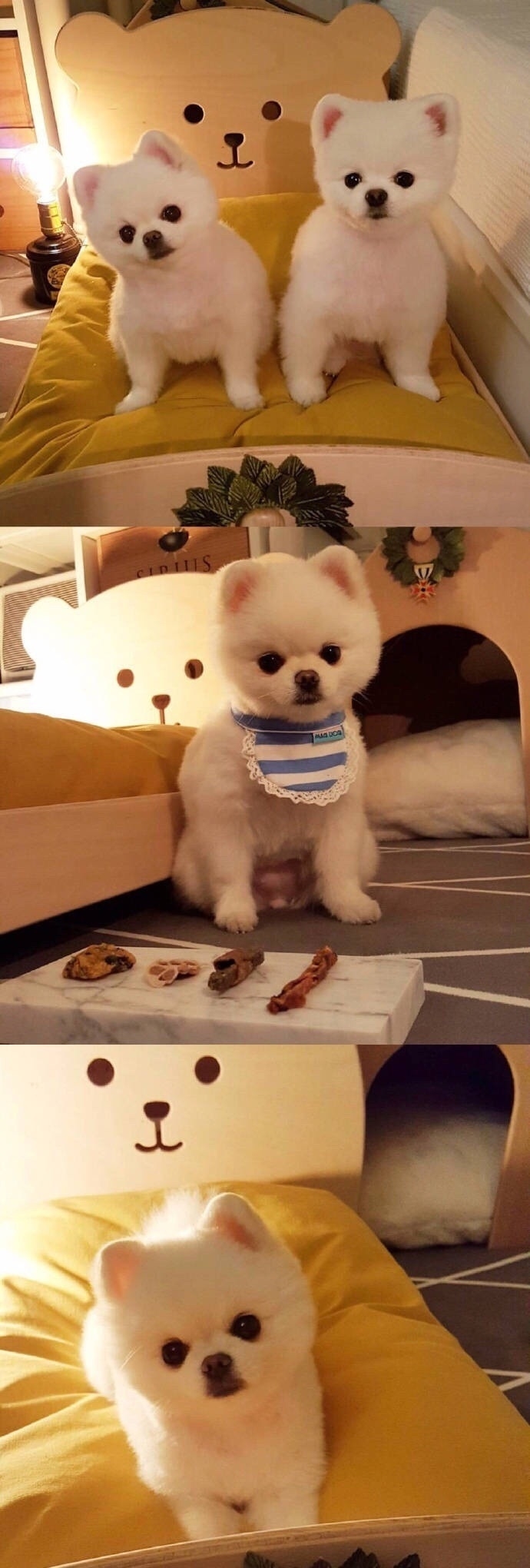 软糯糯的博美犬Mango 好想养一只 ​​​​