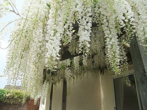 热爱生活就要爱上有花朵的春天美图