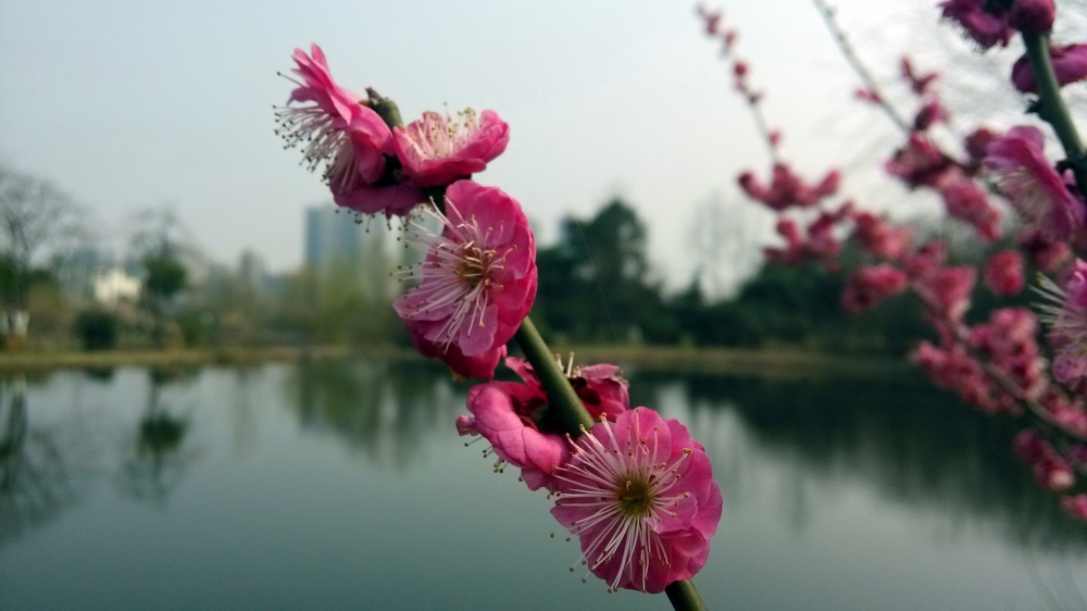 冬日里傲放的梅花美丽图片