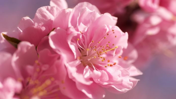 浪漫樱花摄影桌面壁纸