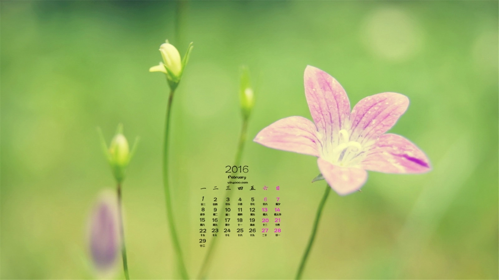 2016年2月日历清新小花桌面壁纸