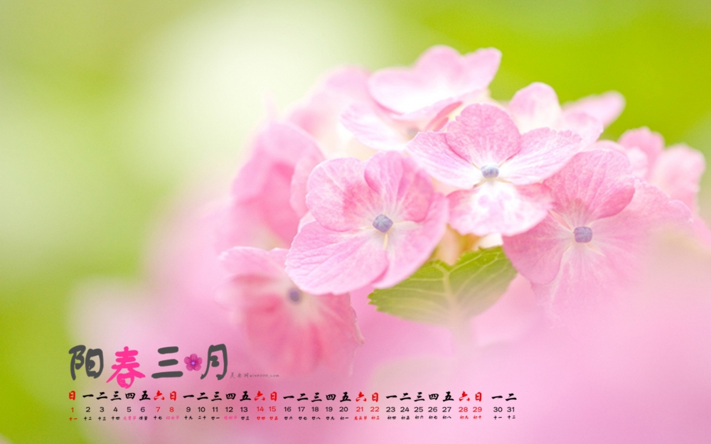 2015年3月日历清新唯美的一团绣球花高清电脑屏保桌面壁纸下载
