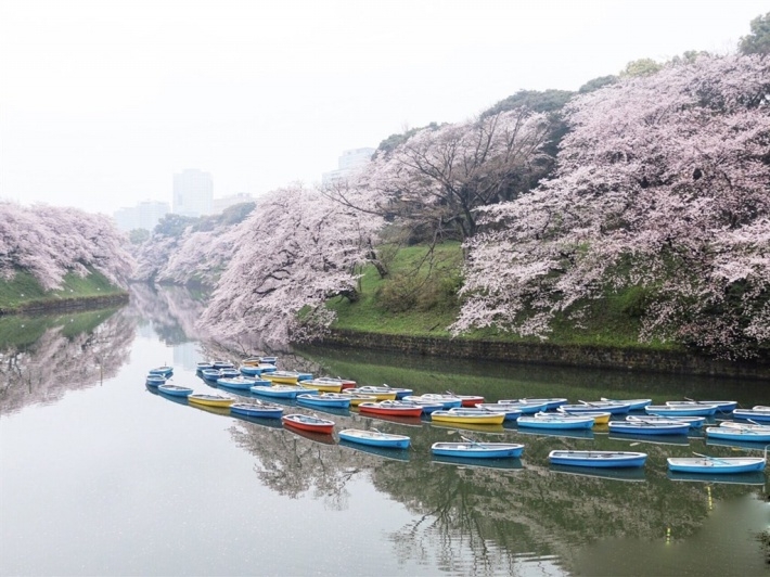 湖边粉色樱花图片壁纸大全