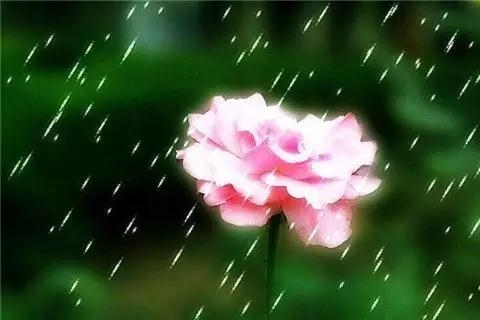 雅致花朵意境唯美下雨天图片