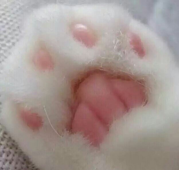 小萌爪 要融化了