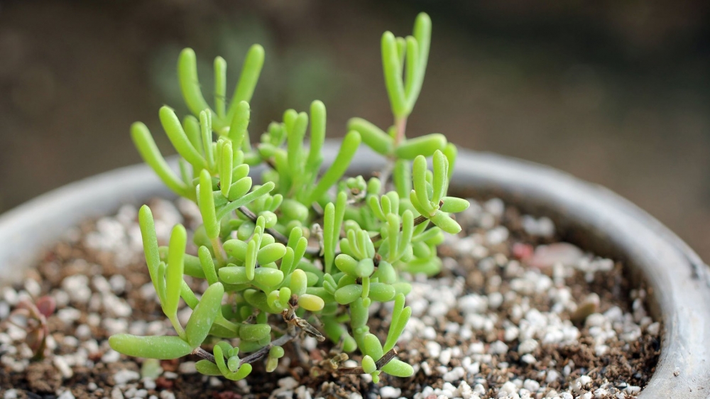 绿色护眼植物高清桌面壁纸
