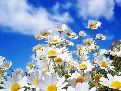 蓝天白云下盛放的菊花清新图片