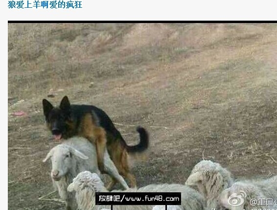 狼爱上羊爱得疯狂，够邪恶吗？笑喷了
