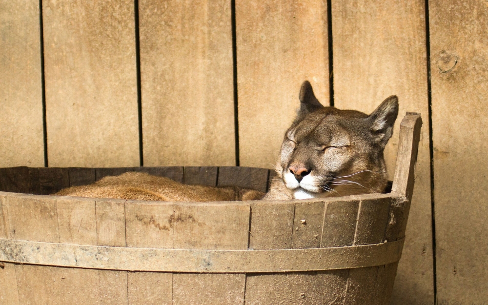 可爱猫星人桌面壁纸