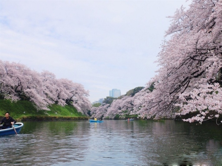 湖边粉色樱花图片壁纸大全